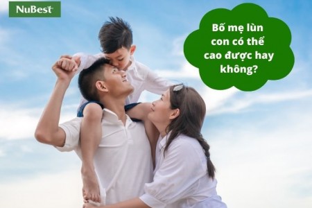 Bố mẹ lùn con có thể cao được hay không?