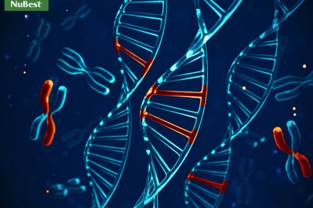 Hé lộ sự thật về gen ảnh hưởng đến chiều cao như thế nào?