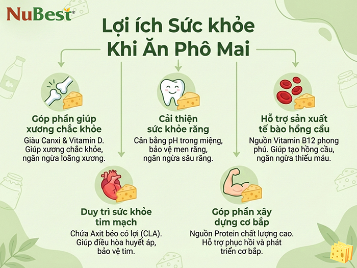 Lợi ích sức khỏe có thể nhận được khi ăn phô mai
