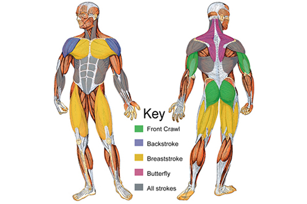 nhóm cơ hoạt động khi bơi