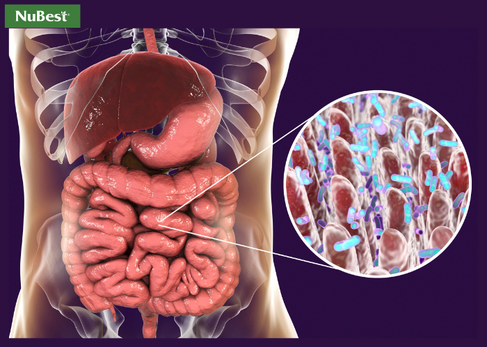 Béo phì khiến gia tăng áp lực tại ổ bụng và gây ra nhiều bệnh liên quan đến tiêu hoá&nbsp;
