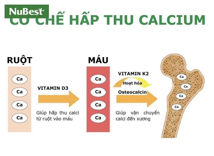 Vai trò của vitamin D và vitamin K2 đối với xương và chiều cao