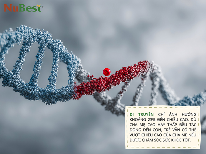 Di truyền chi phối 23% sự phát triển chiều cao