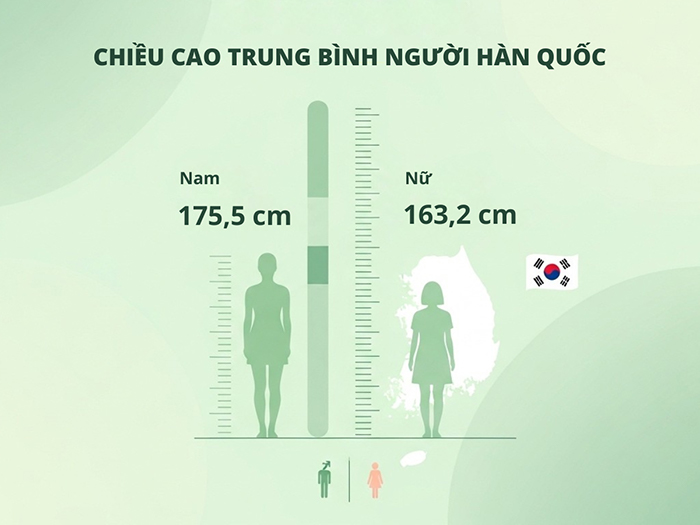 Chiều cao trung bình người Hàn Quốc.