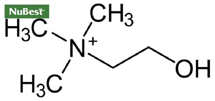 Choline là chất dinh dưỡng quan trọng trong cơ thể