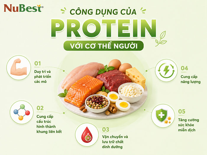 Công dụng của Protein với cơ thể người.