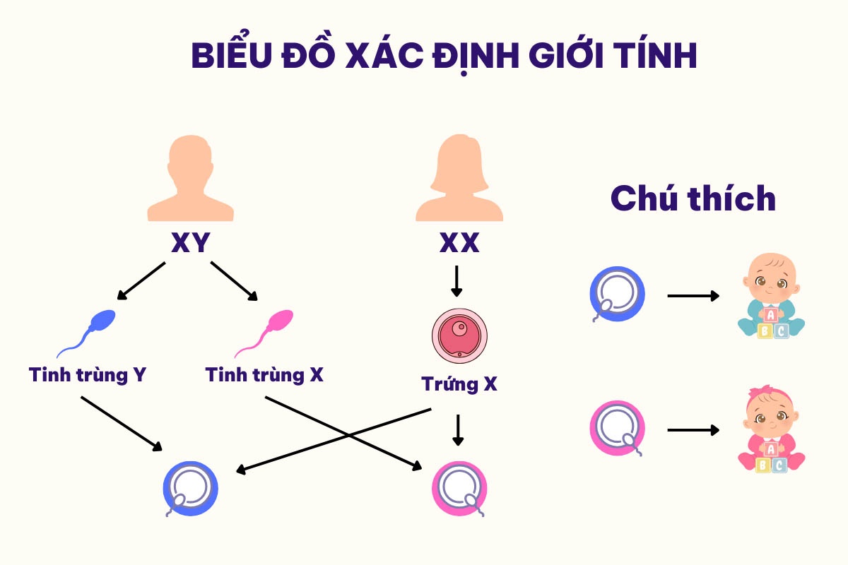 Giới tính của em bé được xác định từ quá trình thụ tinh, bé gái là kết quả từ sự kết hợp giữa XX