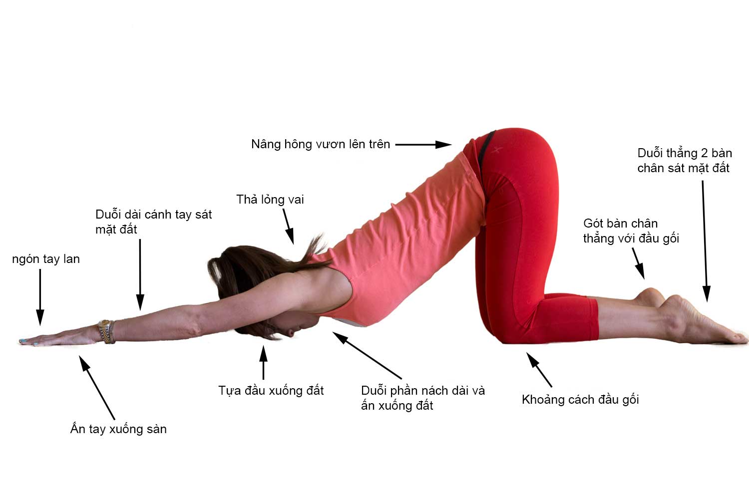 Bài tập rắn hổ mang
