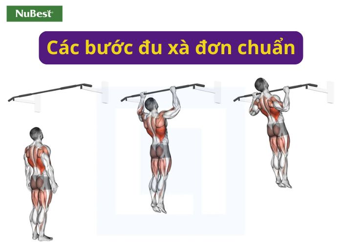 Các bước thực hiện động tác đu xà chuẩn