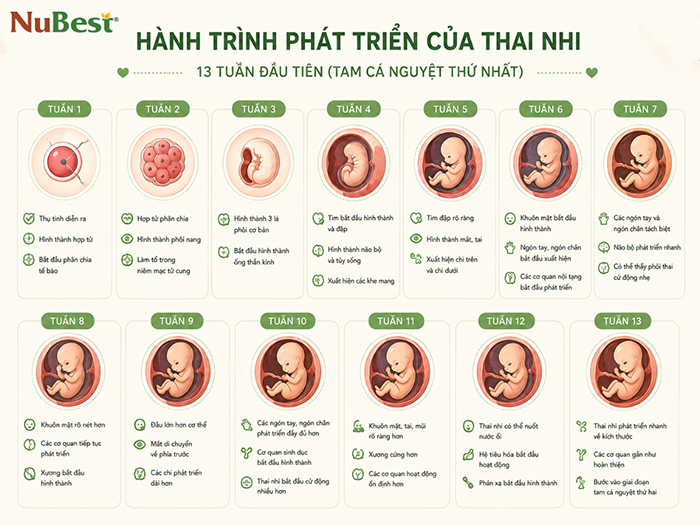 Thai nhi dần hình thành rõ rệt trong 13 tuần đầu tiên.