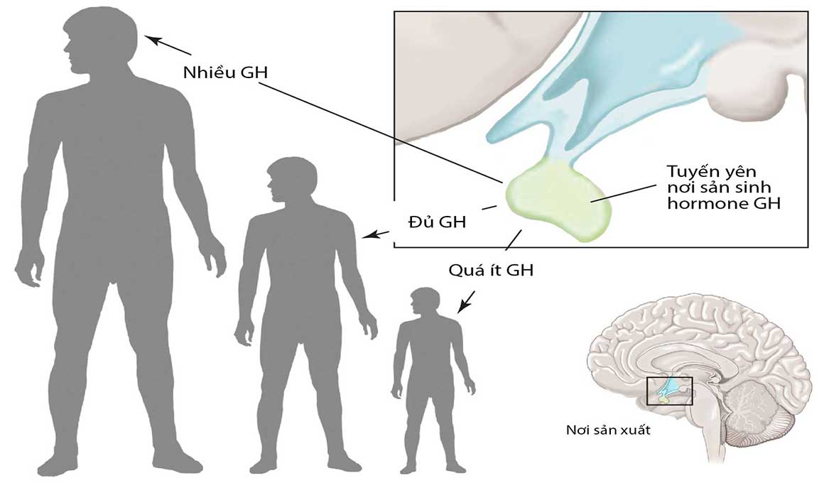 hormone tăng trưởng GH là yếu tố chính ảnh hưởng tăng chiều cao