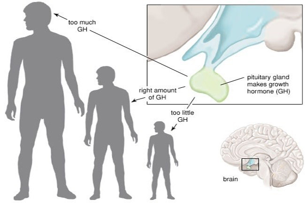 hormone tăng trưởng