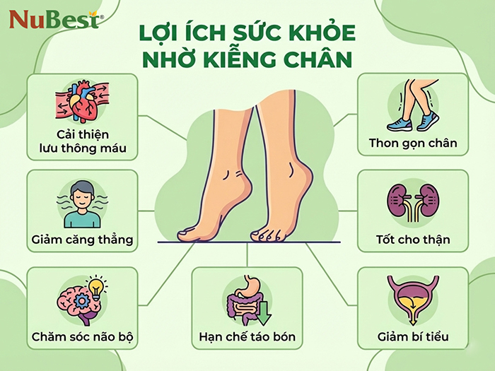 Lợi ích sức khỏe có thể nhận được nhờ kiễng chân đúng cách