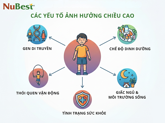 Các yếu tố ảnh hưởng chiều cao cần được đảm bảo