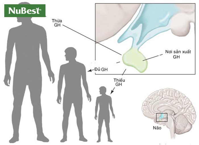 Hormone tăng trưởng do tuyến yên tiết ra kích thích tế bào sụn tăng trưởng phát triển