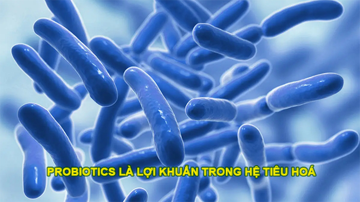 Probiotics là lợi khuẩn trong hệ tiêu hoá
