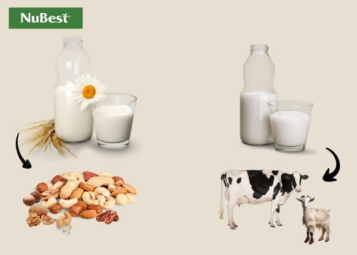 Tùy vào nhu cầu, tình trạng sức khỏe, cha mẹ có thể chọn lựa những loại sữa phù hợp đối với trẻ và thanh thiếu niên 