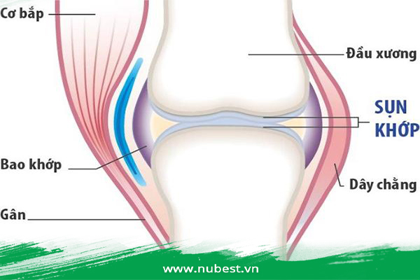 Lớp sụn tiếp hợp