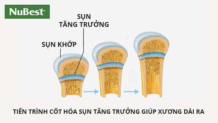 Người trưởng thành, sụn tăng trưởng đã đóng, xương không còn dài ra được nữa