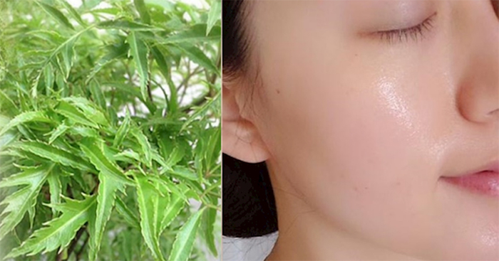 Chỉ nên tắm bằng bằng lá đinh lăng 2-3 lần/tuần