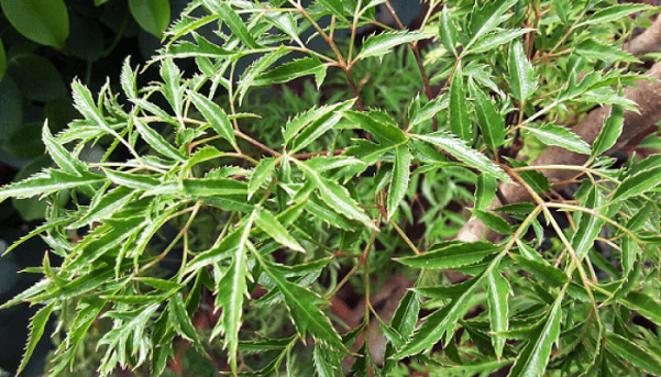 Lá đinh lăng được sử dụng làm thuốc, làm thực phẩm