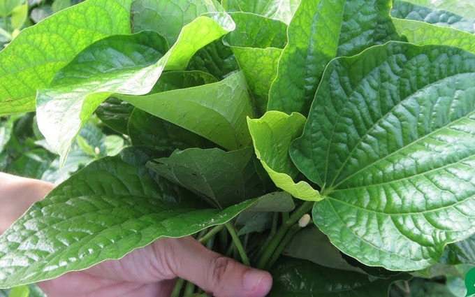 Sử dụng lá lốt để làm trắng da 2-3 lần mỗi tuần