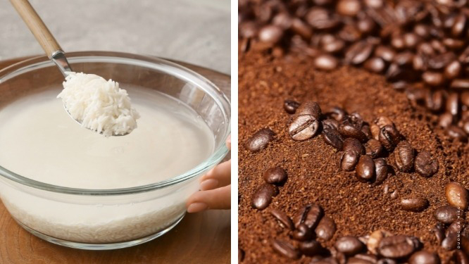 Nha đam và nước vo gạo đều là những nguyên liệu rất tốt cho da