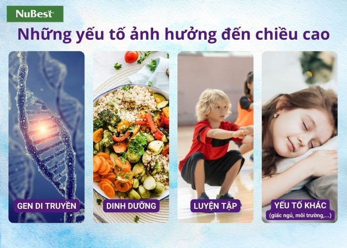 Quá trình phát triển chiều cao bị ảnh hưởng bởi nhiều yếu tố khác nhau