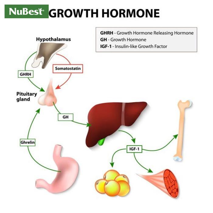 Hormone tăng trưởng tác động đến nhiều chức năng trong cơ thể 