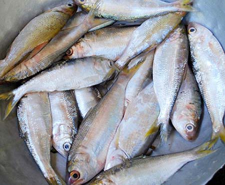 cá mồi thực đơn tăng chiều cao tuổi 18