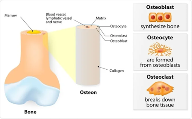 Vitamin K2 kích hoạt Osteocalcin giúp hình thành và duy trì xương