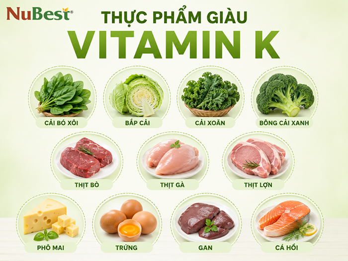 Vitamin K tham gia vận chuyển Canxi tới xương.