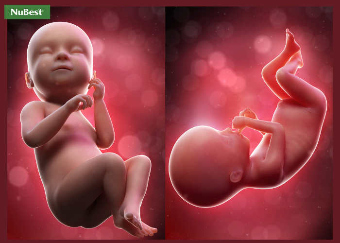 Dần cuối về thai kỳ các bộ phận, giác quan quan của trẻ hoàn thiện đầy đủ&nbsp;