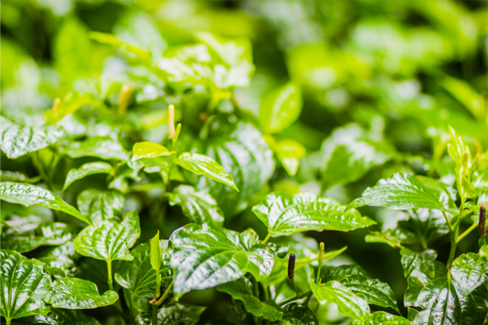 Lá lốt có chứa nhiều dưỡng chất, đặc biệt là phenol giúp trị mụn hiệu quả