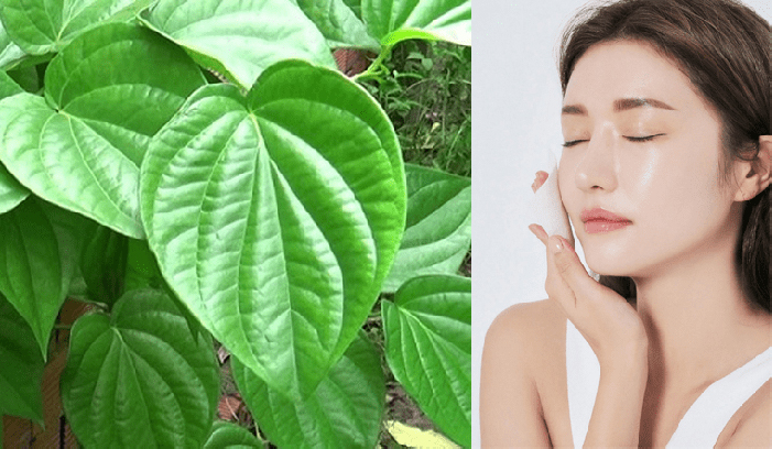 Trị mụn bằng lá trầu có hiệu quả không?
