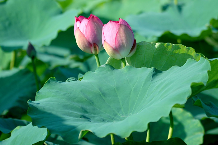 Lá sen có thể tận dụng để kết hợp với bí đao