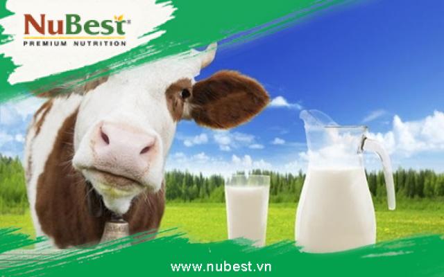 Sữa bò được lấy từ bò cái, có giá trị dinh dưỡng cao
