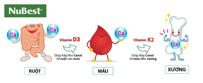 Vitamin D3 và vitamin K2 rất quan trọng đối với hệ xương và chiều cao