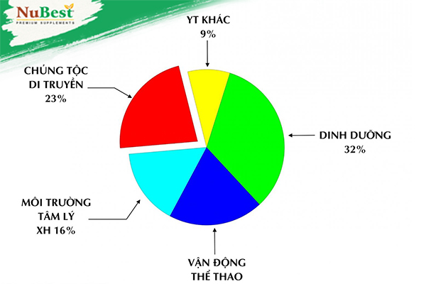 Yếu tố duy truyền chỉ chiếm 23% ảnh hưởng đến chiều cao