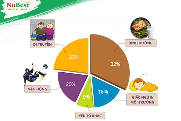 yếu tố ảnh hưởng đến chiều cao